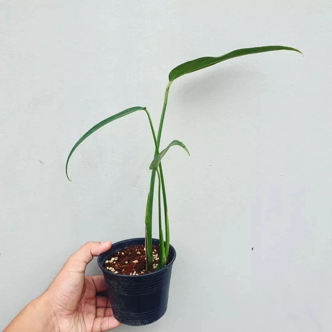 Monstera Burle marx Flame rare aroid tropical house plant